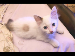 قطة صغيرة للبيع بالاسكندرية - 4