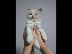 قطط هميالايا اورانج وشيكولت عمر ٤٥ يوم أطراف قصيره و عيون زجاجية زرقاء - 2