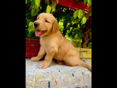 golden retriever puppies - 2