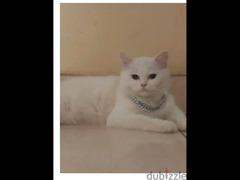 قطه شيرازي امريكي اللون ابيض قطه شيرازي امريكي اللون ابيض - 1