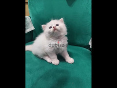 قطط شيرازي - 1