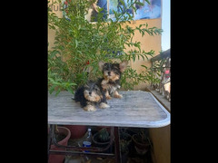 Yorkshire male puppies vaccinated يورك شير