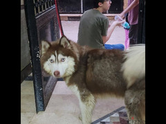 كلب هاسكي ألاسكا - 1
