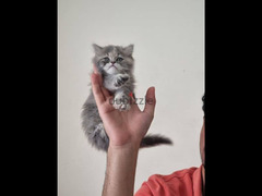 قطة بيرشن شهرين منزلية مطعمة ومعاها حاجتها مش محتاجة حاجة - 1