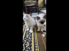 قط راغدول وقطة هيمالايا