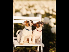 Jack Russell terrier Dog For Sale TOP Quality - 1