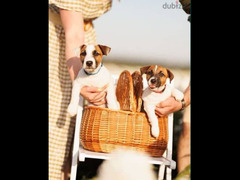 Jack Russell terrier Dog For Sale TOP Quality - 2