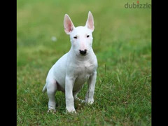 Miniature bull terrier puppy Very High Quality From Europe - 1