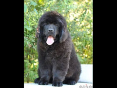 Newfoundland Dog Puppy With All Documents
