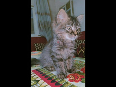 قطة شيرازي - 2