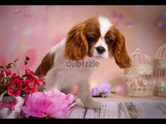 Cavalier King Charles Spaniel Dog Imported from Europe - 2