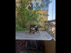 Yorkshire male puppies vaccinated يورك شير - 2
