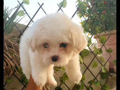 Mix Shih tzu  puppy