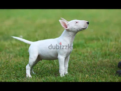 Miniature bull terrier puppy Very High Quality From Europe - 2