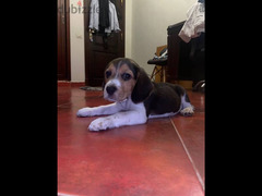 beagle puppy - 3