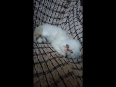 قطط هيمالايا بيرشن هاف بيكي