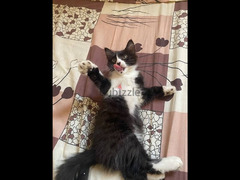 قطط للتبني بمدينة بدر القاهرة