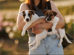 Jack Russell terrier Dog For Sale TOP Quality - 3