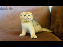 Scottish fold female ny11 registered & imported parents