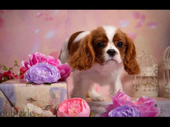 Cavalier King Charles Spaniel Dog Imported from Europe - 3