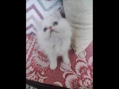قط زغير وي امو الواد درار و الام بيكي فيس - 1