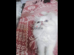 قط زغير وي امو الواد درار و الام بيكي فيس - 2