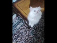 قط زغير وي امو الواد درار و الام بيكي فيس - 3