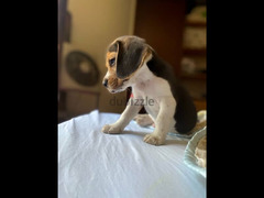 Beagle Puppy - 2