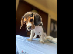 Beagle Puppy - 3