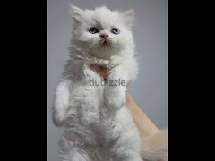قطط هميالايا اورانج وشيكولت عمر ٤٥ يوم أطراف قصيره و عيون زجاجية زرقاء - 4