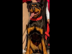 روت rottweiler - 2