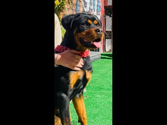 روت rottweiler - 3