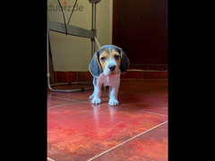 Beagle Puppy - 4