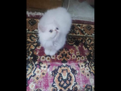 قط زغير وي امو الواد درار و الام بيكي فيس - 4