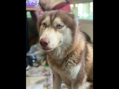 Husky dog 1 Year old - 4