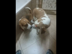 Beagle male and female ذكر واناث بيجل بسعر خاص للعيد - 3