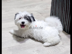 shitzu puppies جراوي شيتزو