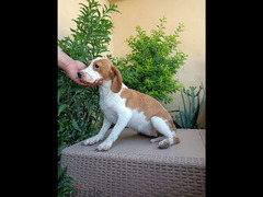 Beagle male and female ذكر واناث بيجل بسعر خاص للعيد - 4