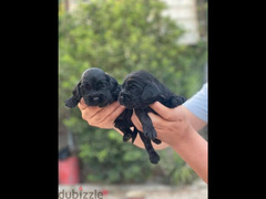 American cocker puppies امريكان كوكر - 4