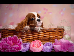 Cavalier King Charles Spaniel Dog Imported from Europe - 4