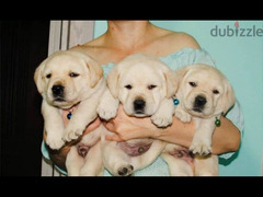 Labrador boys puppies From Russia