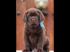 Beautiful Labrador Boys Puppies From Russia