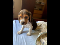 Beagle Puppy - 5