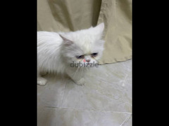 قط زغير وي امو الواد درار و الام بيكي فيس - 5