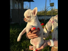 Chihuahua puppies Imported from Europe with all documents - 5