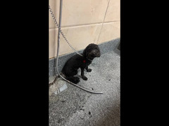 toy poodle - 2