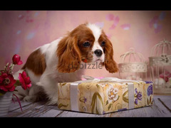 Cavalier King Charles Spaniel Dog Imported from Europe - 5