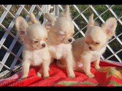 Chihuahua Dog long-haired - Imported from Europe - Super Quality . . . . .