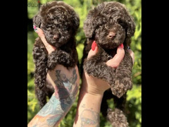 Chocolate maltipoo Dog for sale - From Europe - Very High Quality . . . .