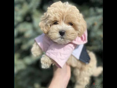 Caramel Maltipoo Dog - Vaccinated - Super Quality - From Europe . . . . . .